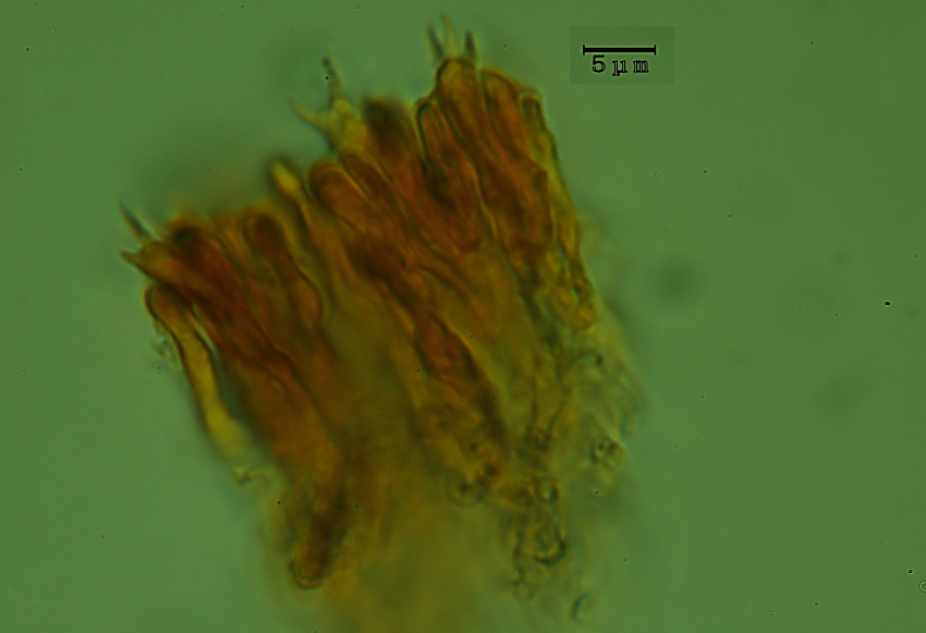 su tronco di pino silvestre molto degradato in pineta poco antropizz. (Irpicodon pendulus)